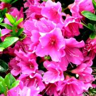 Саджанець Азалія Японська Geisha Purple в контейнері