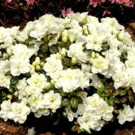 Саджанець Азалія Японська Geisha Weise в контейнері