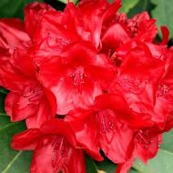 Саджанець Рододендрон Dotella в контейнері