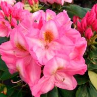 Саджанець Рододендрон Arcadius в контейнері