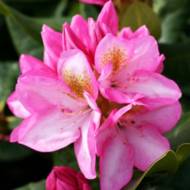 Саджанець Рододендрон Arcadius в контейнері