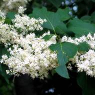 Саджанець Бузок Форі в контейнері