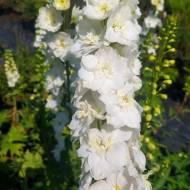 Саджанець Дельфініум гібридний Jupiter White в контейнері