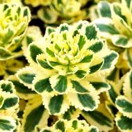 Саджанець Очиток (седум) Atlantis в контейнері