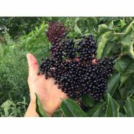 Саджанець Бузина Ранчо в контейнері