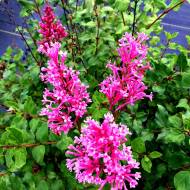 Саженец сирени Потанина в контейнере