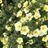 Саженец аэрстача кустового Primrose Вeauty в контейнере