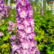 Саженец дельфиниума гибридного Magic Fountains в контейнере