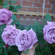 Троянда плетиста Індіголетта в контейнері