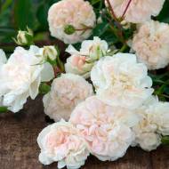 Троянда грунтопокривна Свані в контейнері