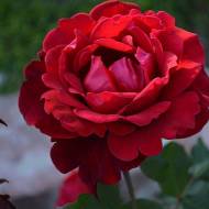 Троянда плетиста Дон Жуан в контейнері