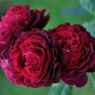 Троянда паркова Астрід Графін фон Харденберг в контейнері