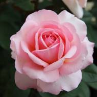 Троянда чайно-гібридна Бель роуз в контейнері