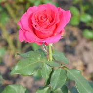 Роза чайно-гибридная Дуфтрауш в контейнере