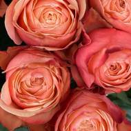 Роза чайно-гибридная Кахала в контейнере