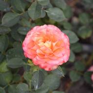 Роза парковая Вестерленд ОКН в контейнере