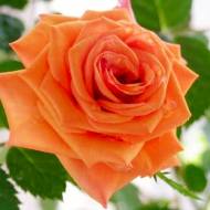 Роза чайно-гибридная Гоша в контейнере