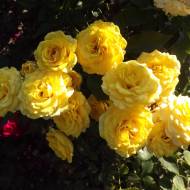 Роза спрей Голд Бэби в контейнере