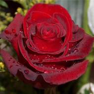 Роза чайно-гибридная Експлорер в контейнере