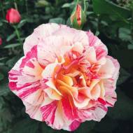 Роза чайно-гибридная Морис Утрило в контейнере