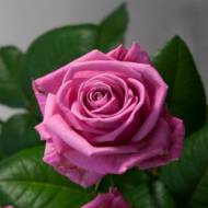 Роза чайно-гибридная Аква в контейнере