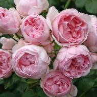 Роза парковая Синдерелла в контейнере