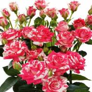 Роза спрей Файер фокс в контейнере