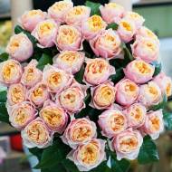 Роза английская Вувузела розовая (кустовая) в контейнере