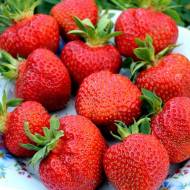 Саджанець Суниця садова Кімберлі