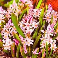 Проліска Bifolia Rosea (5/+)