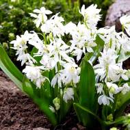 Проліска Siberica Alba (7/8)