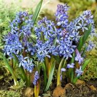 Подснежник Bifolia (5/6)