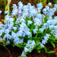 Подснежник Mischtschenkoana (7/8)