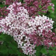 Саджанець Бузок гібридний Джозі в контейнері