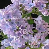 Саджанець Бузок Веджвуд Блю в контейнері