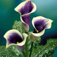 Кала Picasso (14+) в контейнері