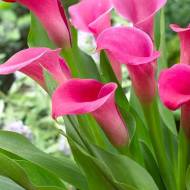 Кала Sumatra (14+) в контейнері