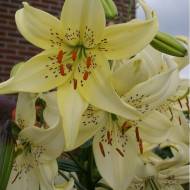 Лілія тигрова Sweet Surrender (14/16) в контейнері