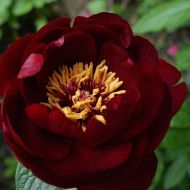 Півонія Buckeye Belle (3-5 бруньок) в контейнері