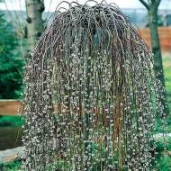 Саженец ивы козьей Килмарнок (Kilmarnock) в контейнере