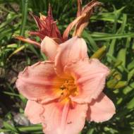 Лилейник Beautiful jealous eyes в контейнере