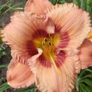 Лилейник Buffys Doll в контейнере