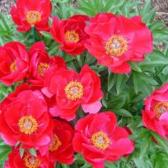 Саженец пиона Blaze (2-3 почки) в контейнере