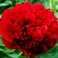 Саженец пиона Command Performance (2-3 почки) в контейнере