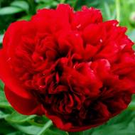 Саженец пиона Command Performance (2-3 почки) в контейнере