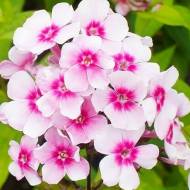 Саженец флокса Europa в контейнере