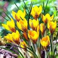 Крокус ботанічний Fuscotinctus (5/7)