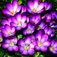 Крокус ботанічний Barr's Purple (5/7)