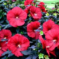 Саджанець Гібіскус трав'янистий Carousel Red Wine в контейнері