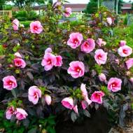 Саженец гибискуса травянистого Summer Storm в контейнере